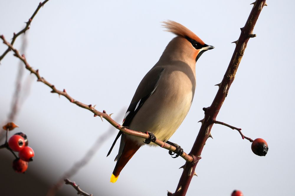 Photograph by Евгений Суммер