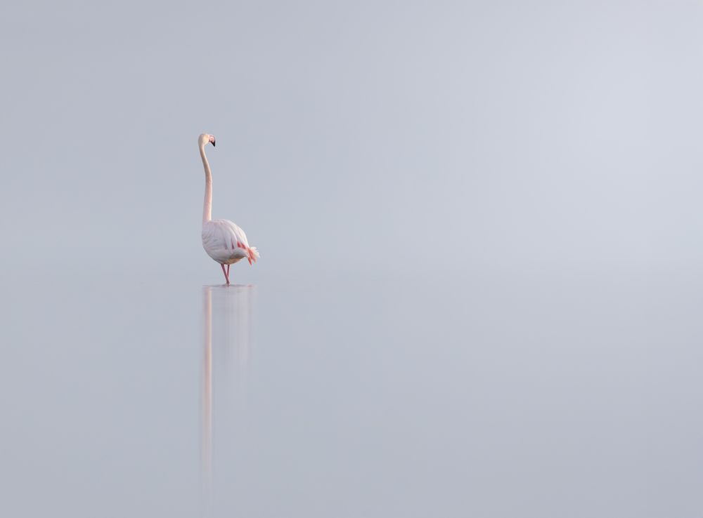 Phoenicopterus roseus in Delta del Ebro - Spain