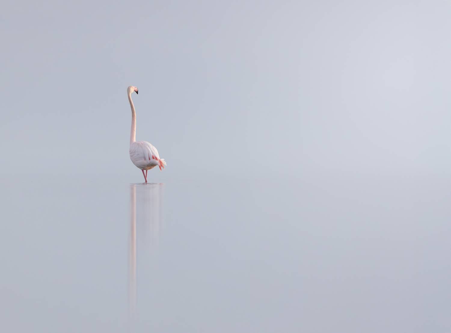 Phoenicopterus roseus in Delta del Ebro - Spain