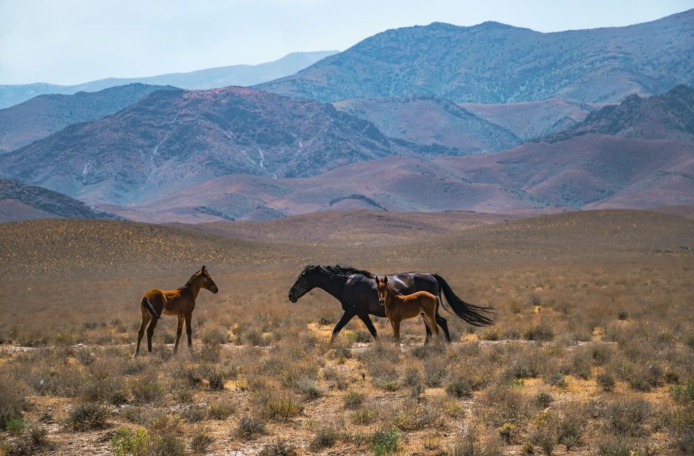 В степях Узбекистана