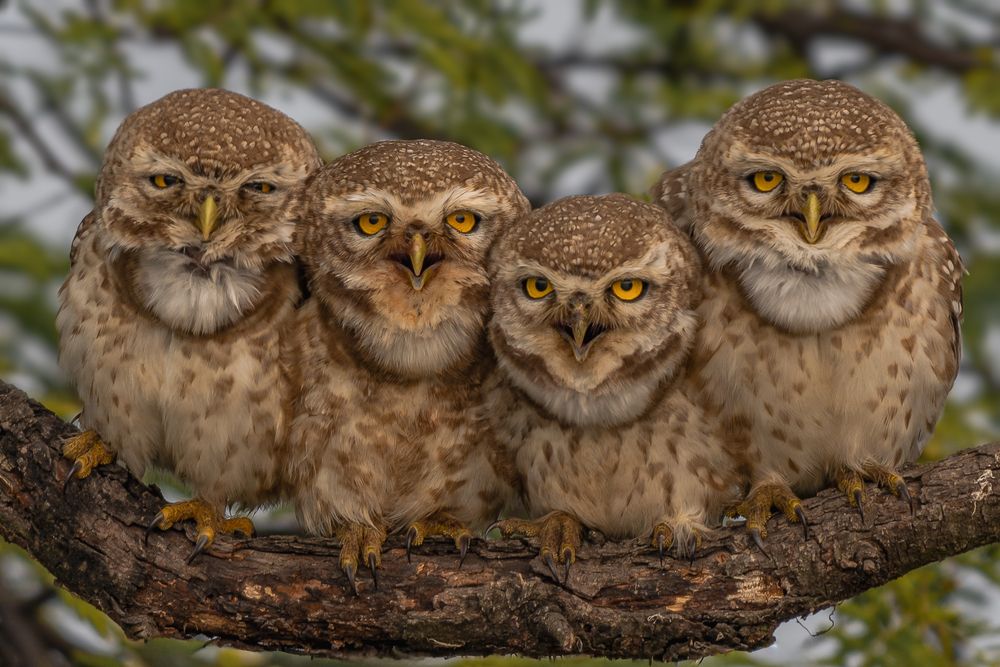 Eight Eyes in the Winter Sun