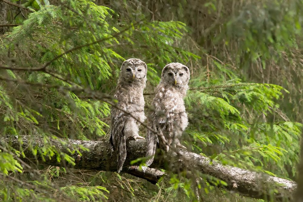 Photograph by Александр Лис