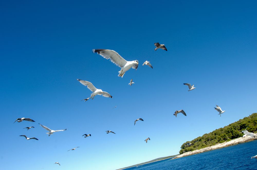 Фотография автора Chorche Prigo