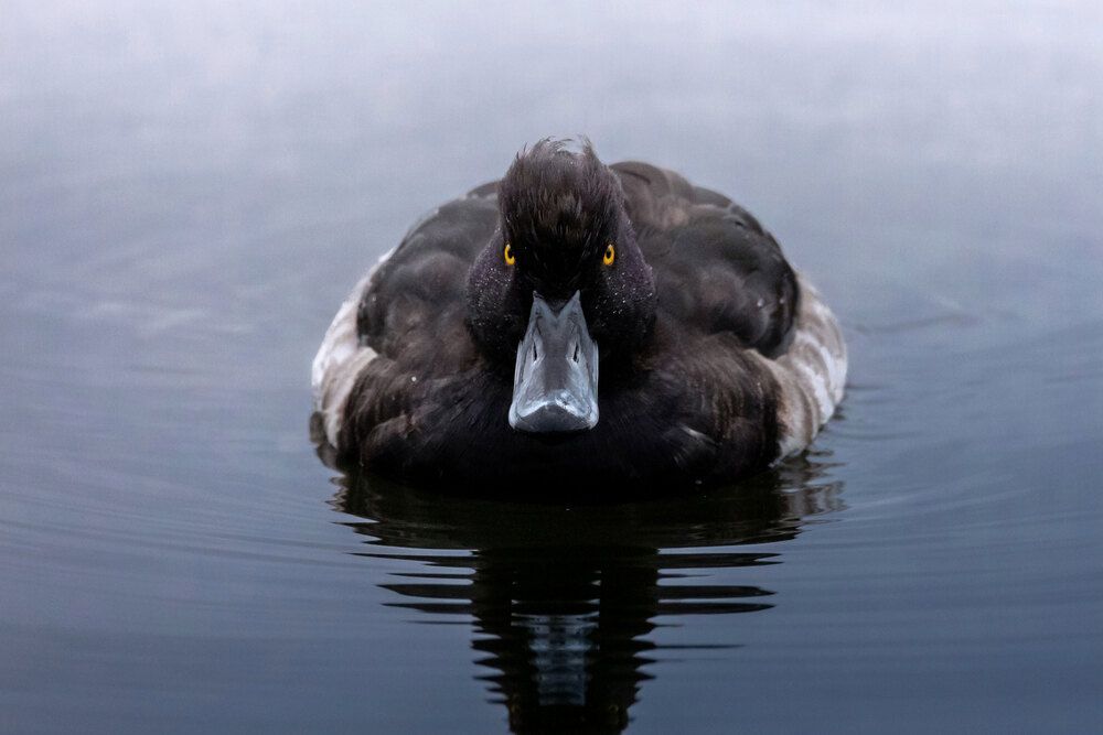 Photograph by Светлана Медведева