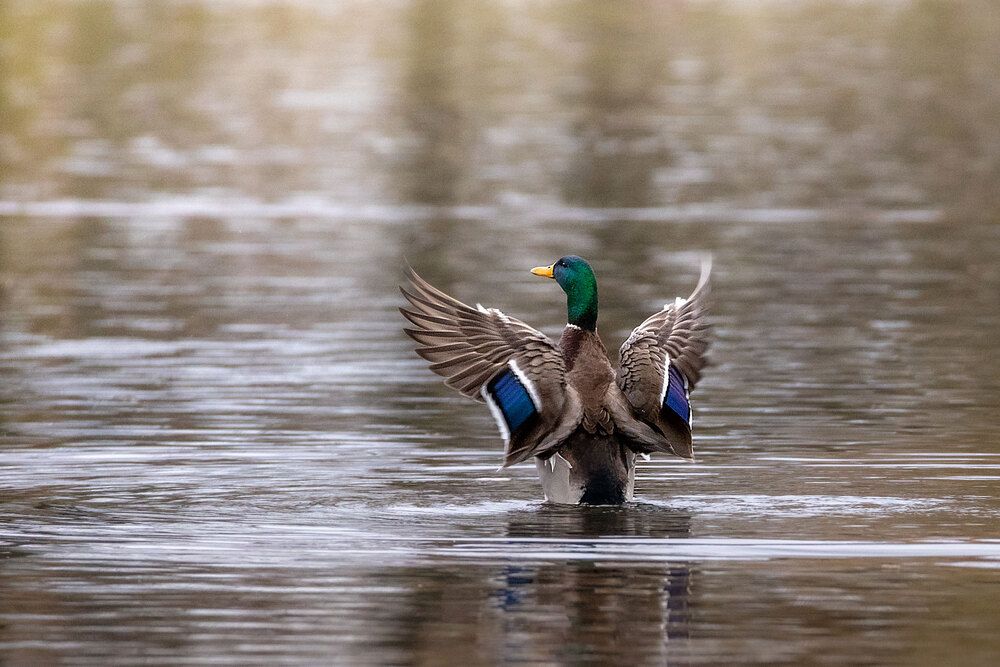 Photograph by Светлана Медведева