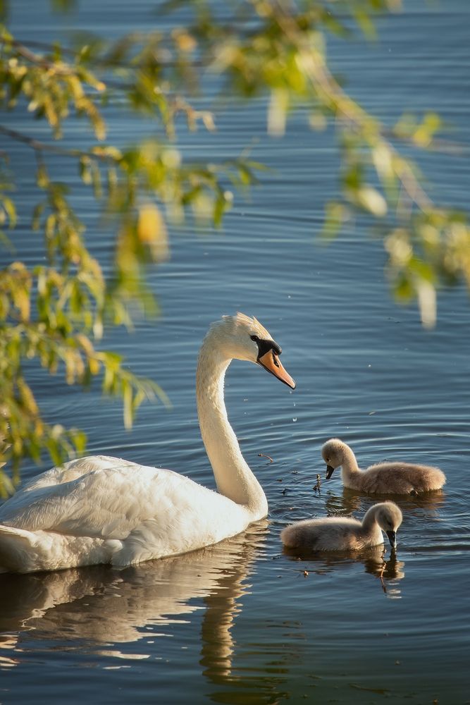 Photograph by Елена Косинова
