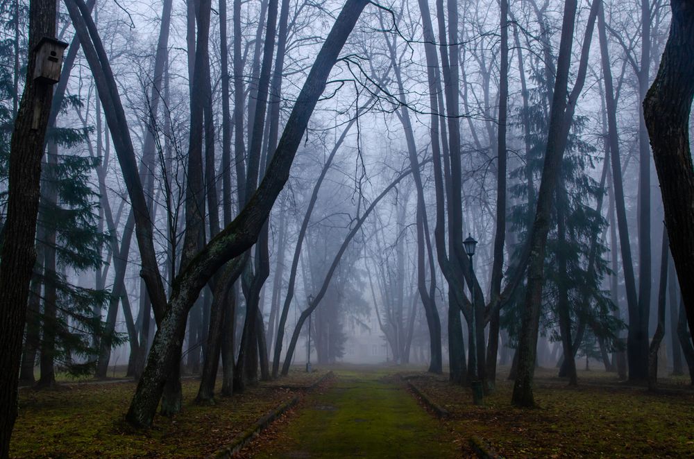 Photograph by Ольга Заповедная