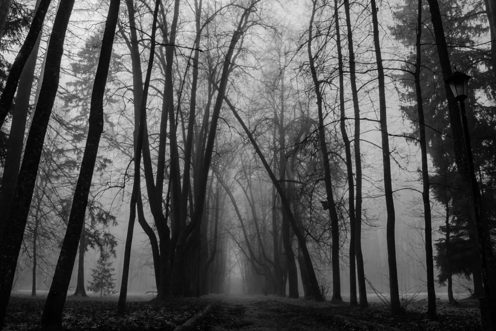 Photograph by Ольга Заповедная