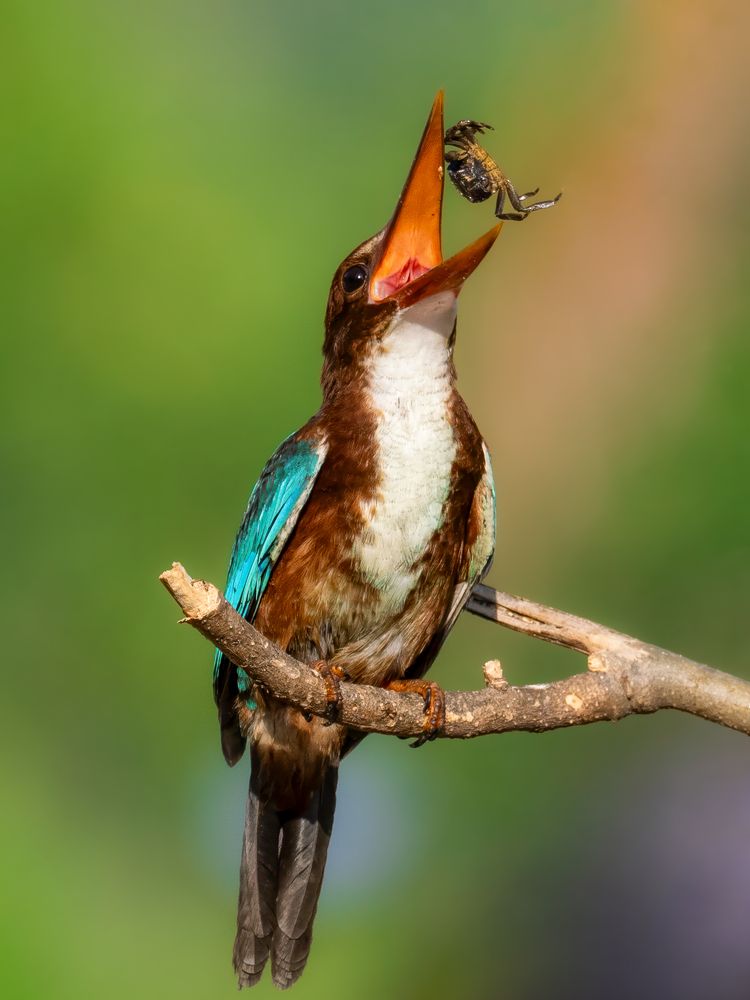 Фотография автора Pham Anh Vu