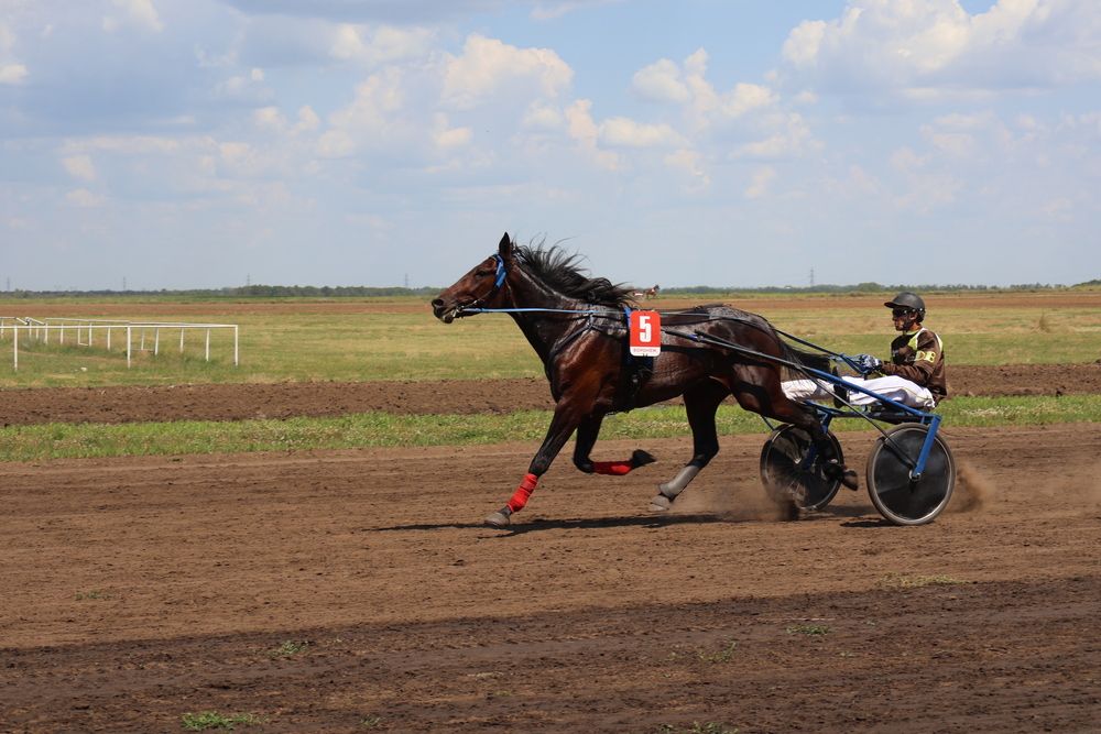 Photo #13078465