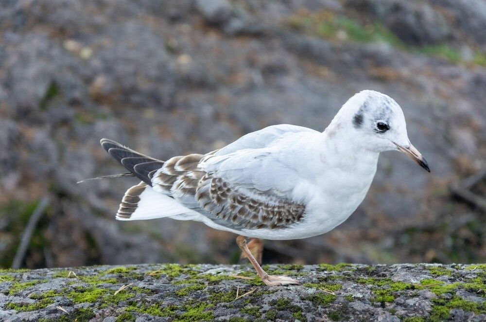 Photograph by Александр Порохов