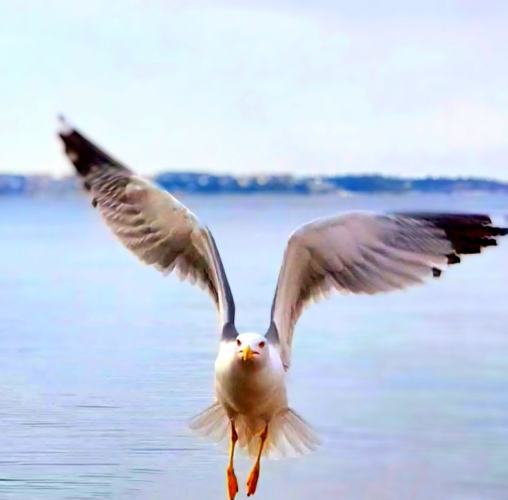 Пиран, Словения