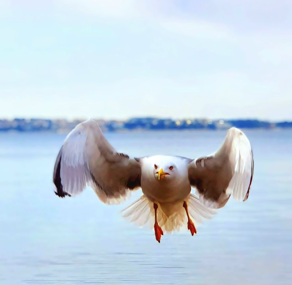 Пиран, Словения