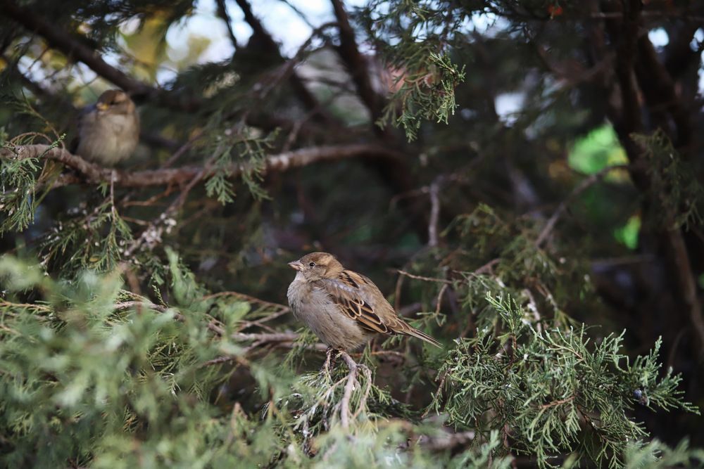 Фотография автора Tatyana Salieva