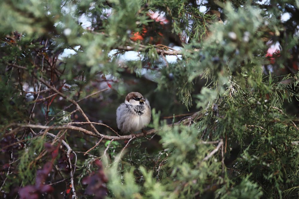 Фотография автора Tatyana Salieva
