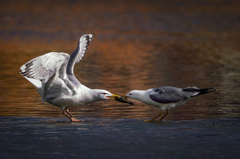 Photograph by Дмитрий