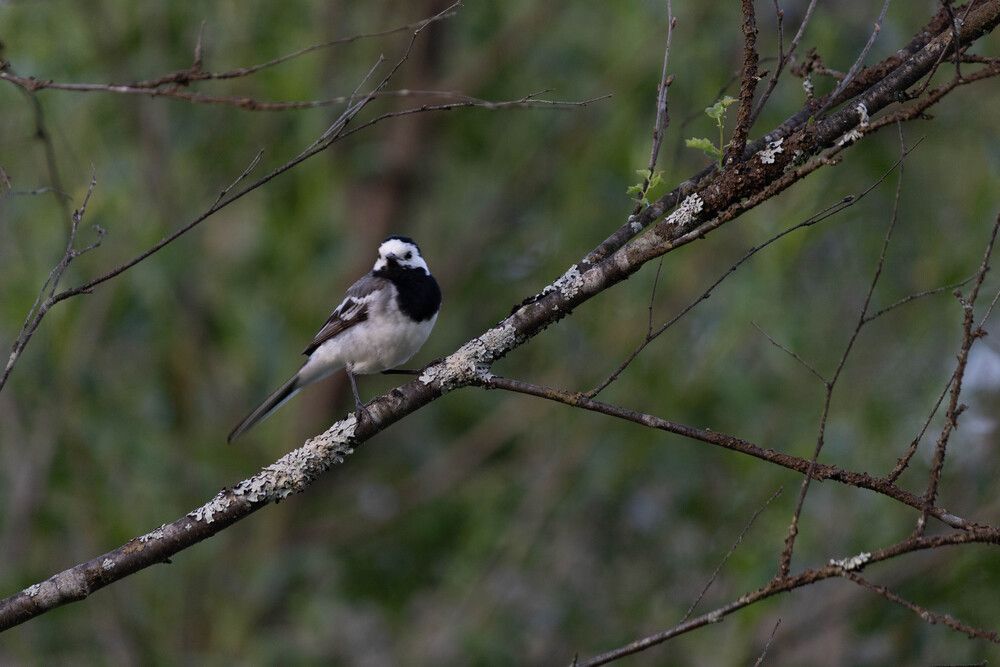 Photograph by Алина Павлова