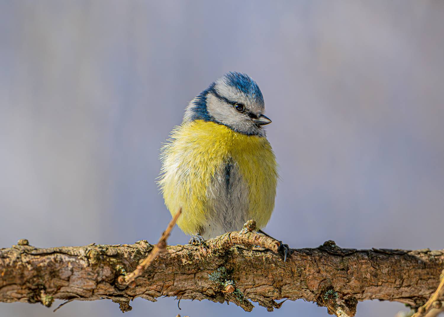 Фотография #13078818