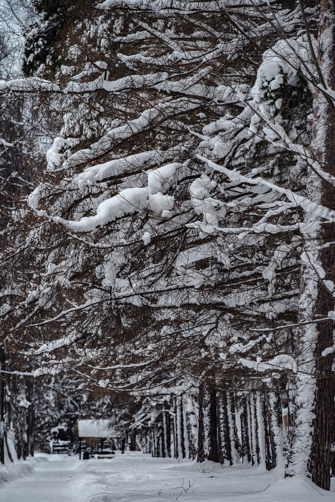 Photograph by Ксения Шилина