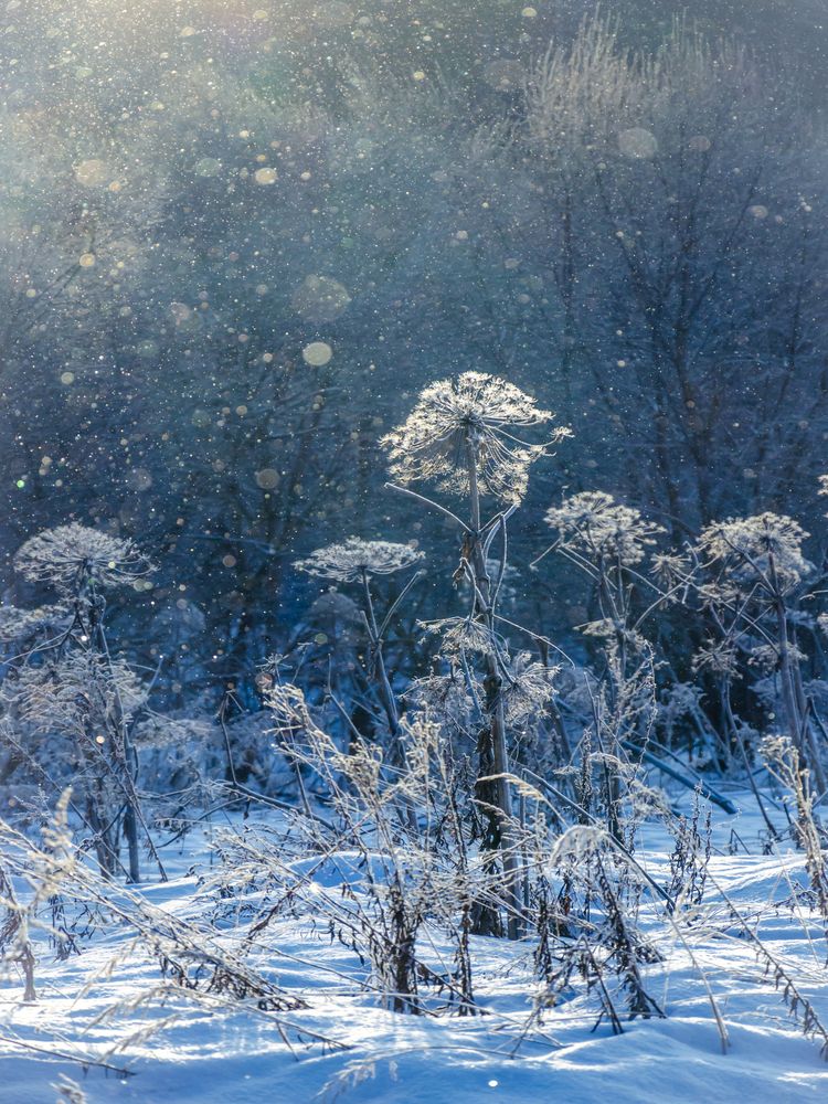 Photograph by Ольга Заповедная