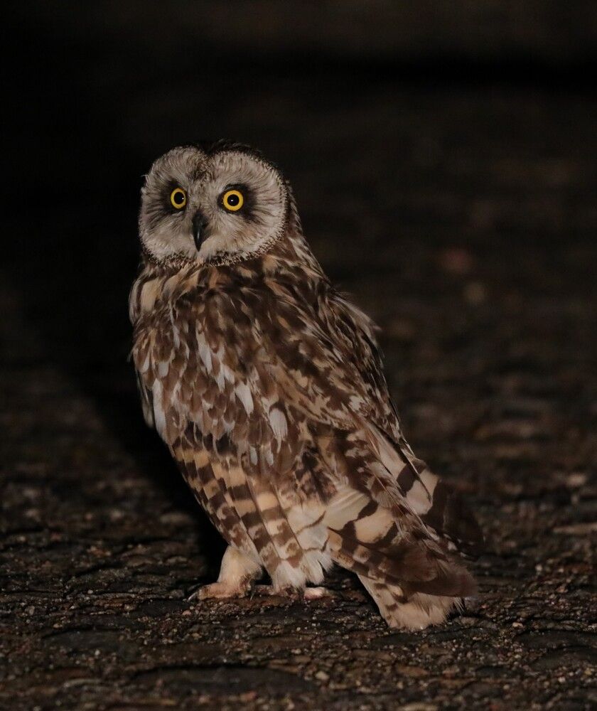 Photograph by Анна Колосова