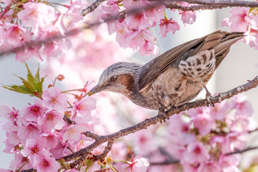 Photograph by KOHAGI