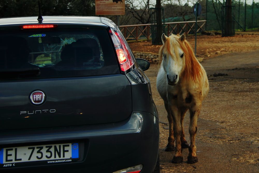 Photograph by Ernest Spiteri Gonzi