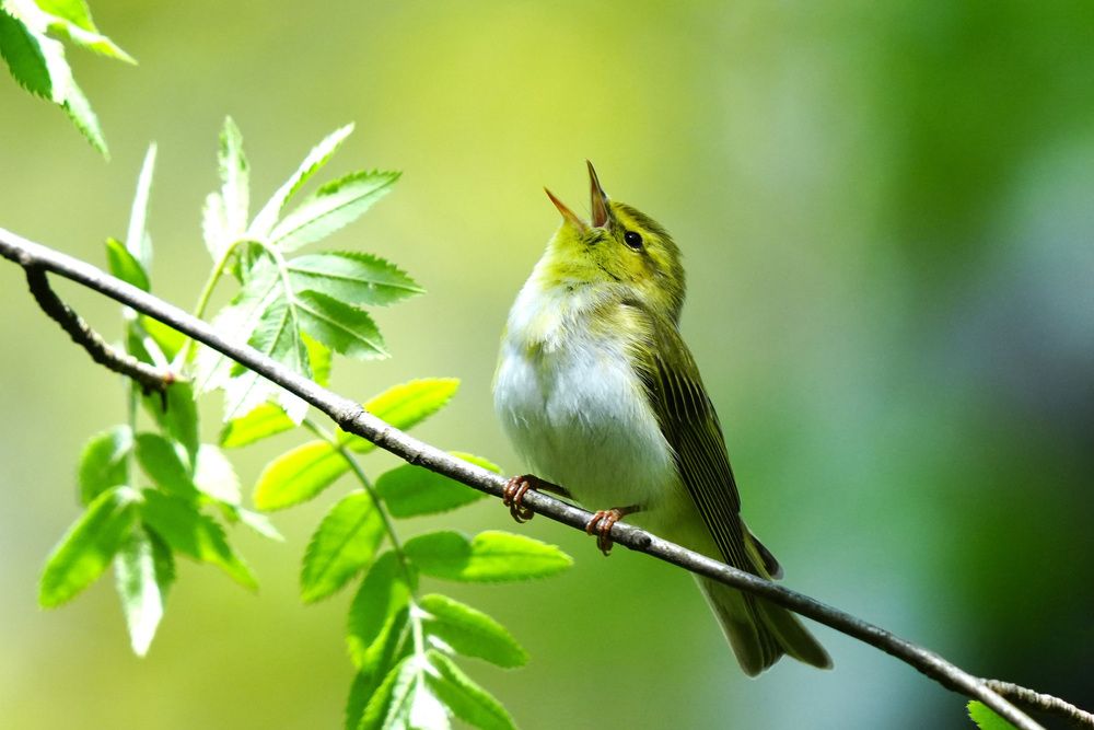 Phylloscopus collybita.