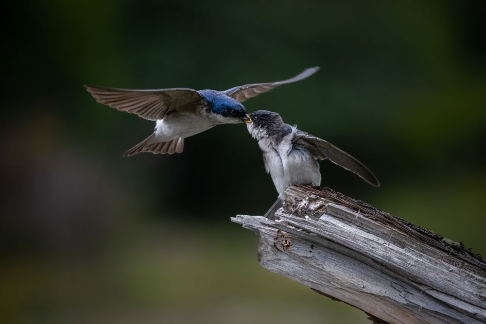 Parental Care