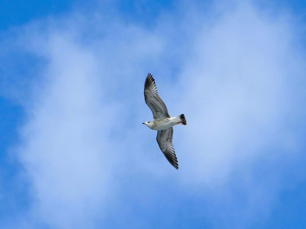 Чайка в синем небе