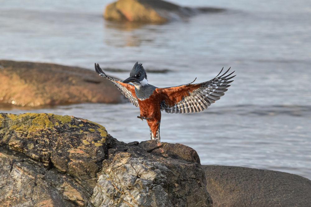 The Great Fisher