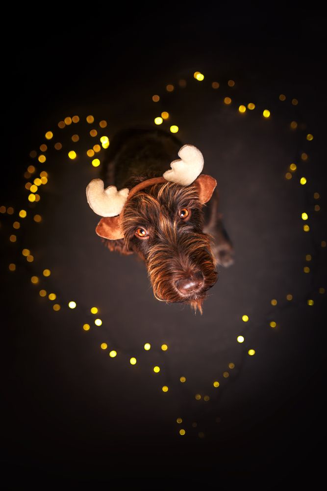 Crowned by the Season