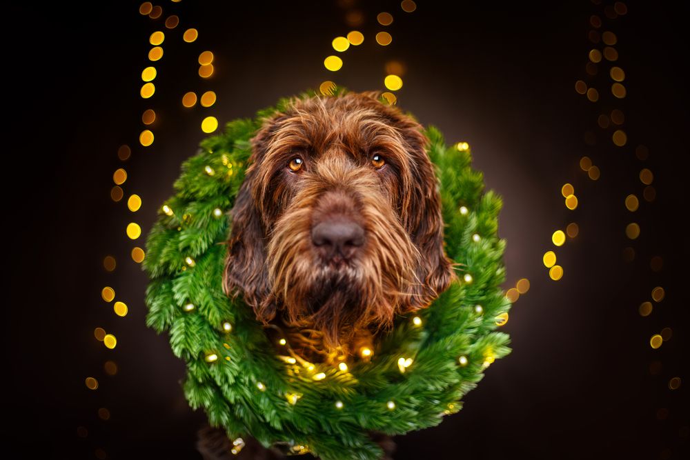 Guardian of the Holiday Spirit