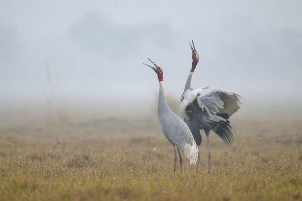 Photograph by Пупонин Сергей