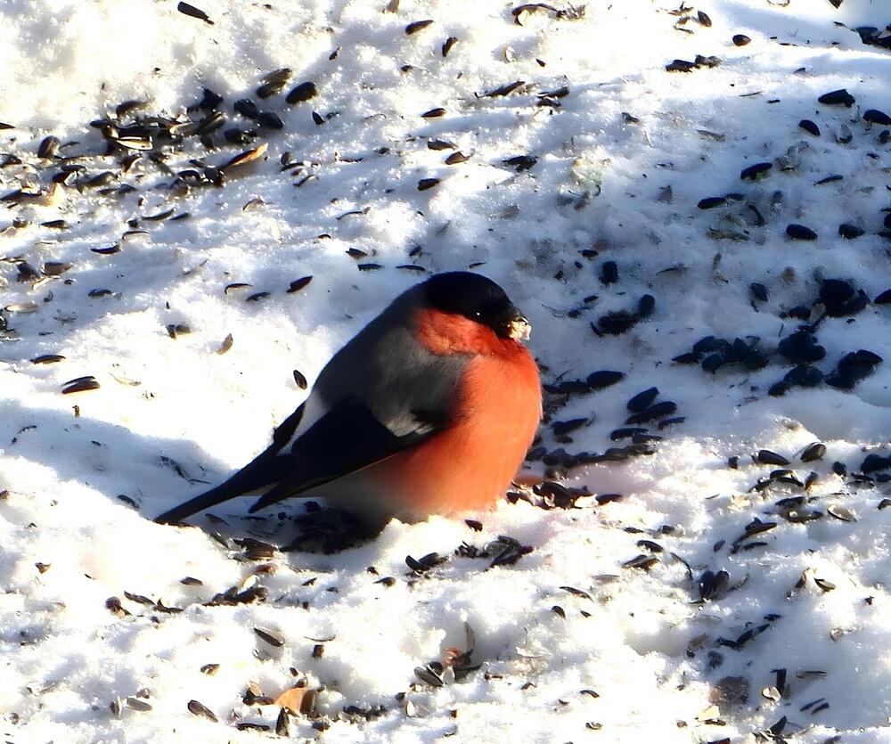 Красногрудый снегирь