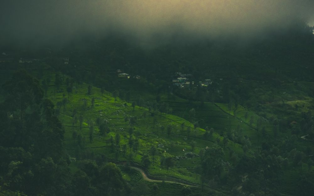 Photograph by M. Maleesha Sathsara Perera