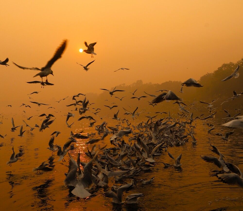 Photograph by G GOVIL