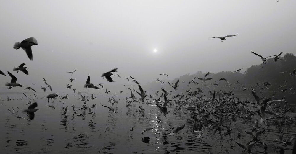 Photograph by G GOVIL