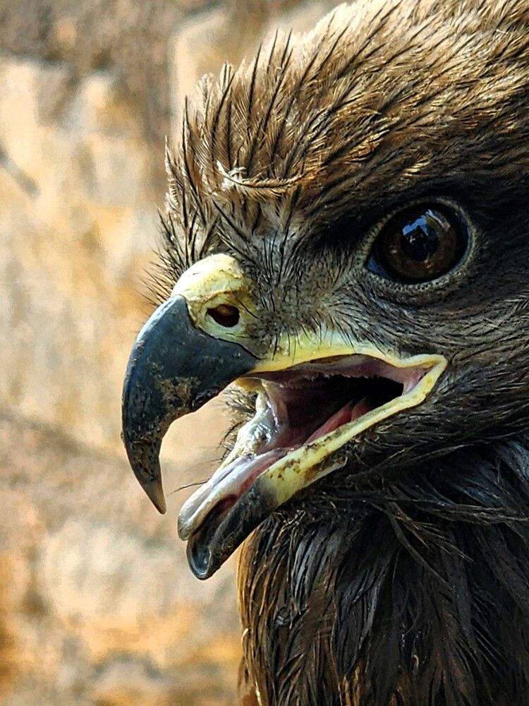 Photograph by G GOVIL