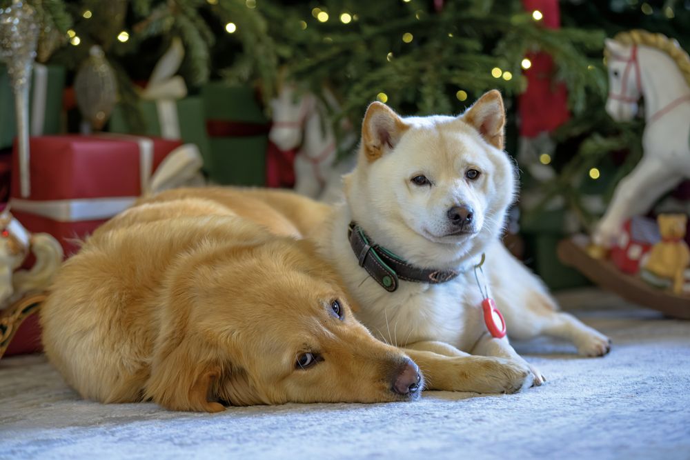 Photograph by Демьян Лопатов