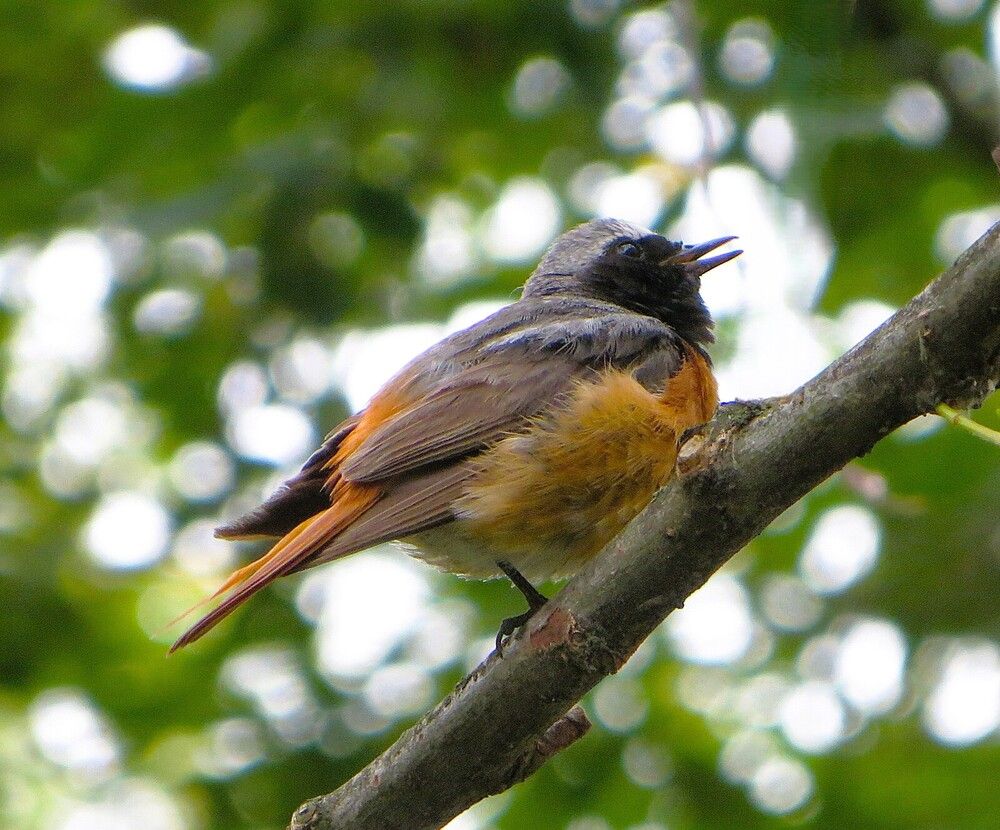 Горихвостка поет по утру