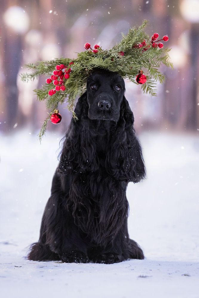 Новогодний аккорд