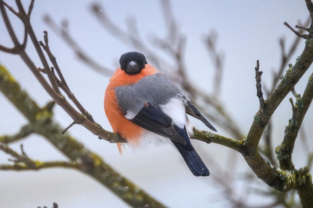 Photograph by Roman Dmitriev