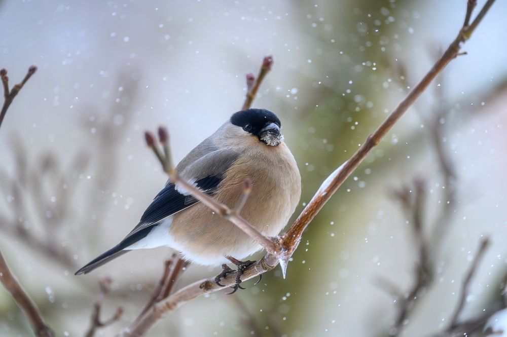 Photograph by Roman Dmitriev