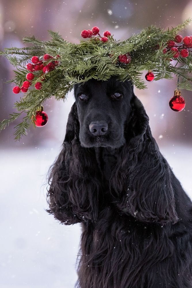 Новогодний аккорд