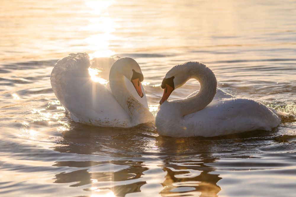 Photograph by Roman Dmitriev