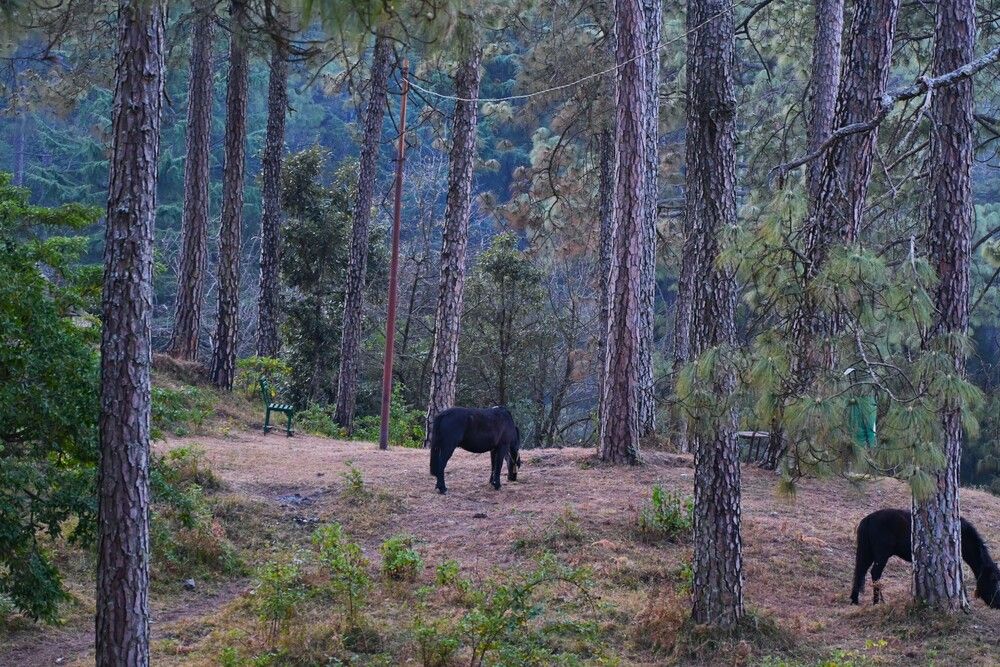 Stillness Among the Pines