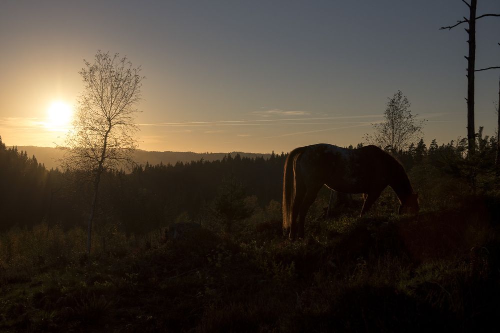 Photograph by Linda Persson