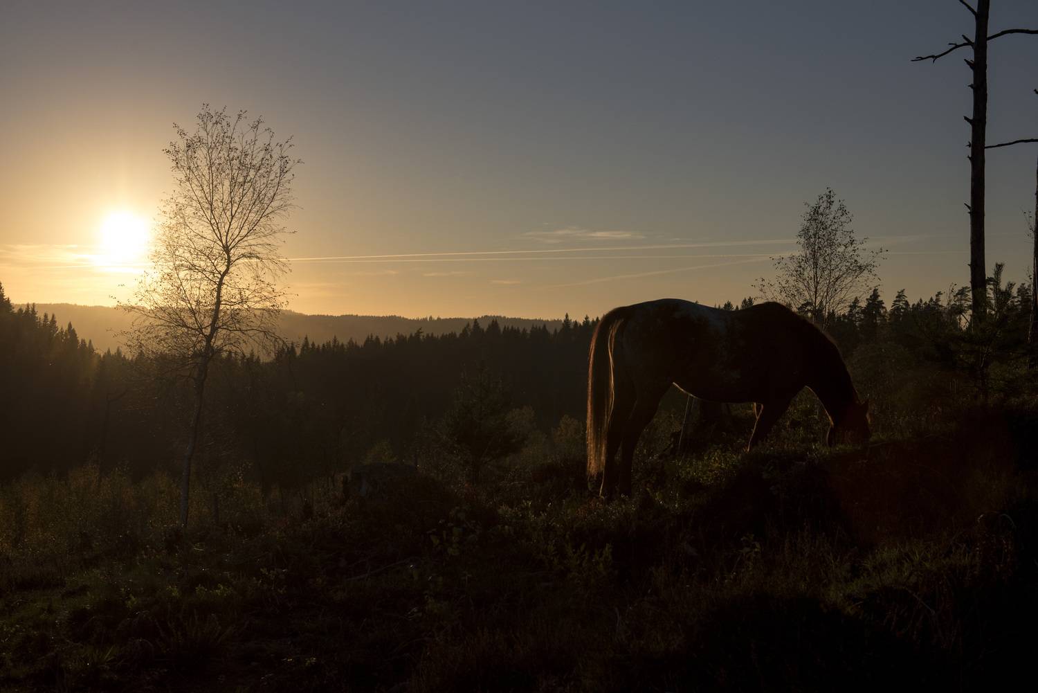 Фотография #13079578