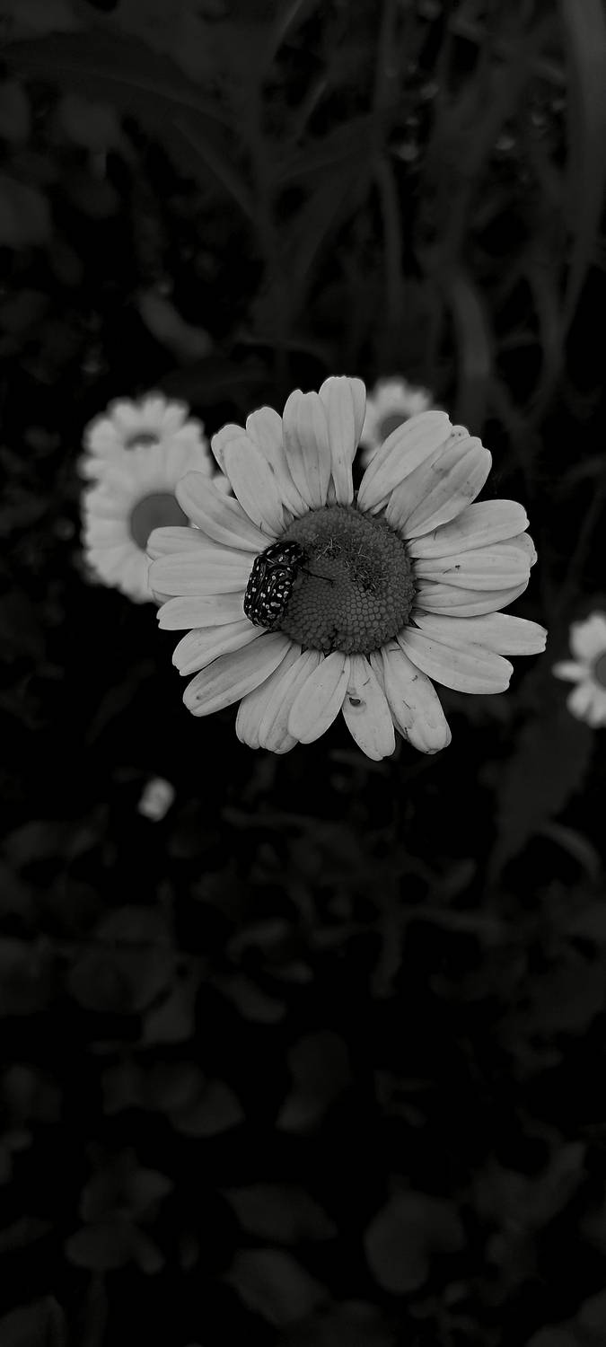 Photo #13079581